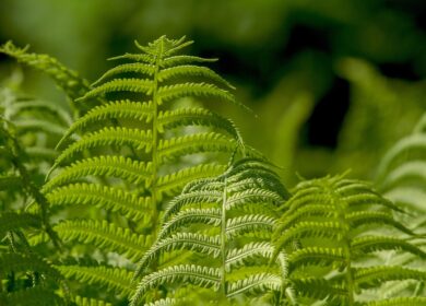 Benefícios da Cera de Carnaúba para Produtos Naturais